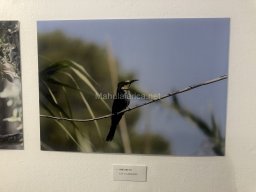 Exposición de aves de la comarca